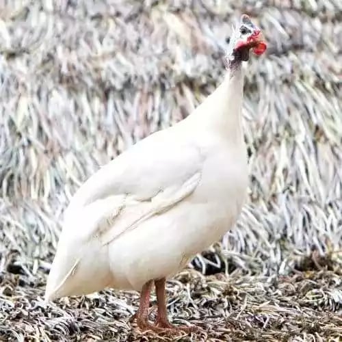 Ayam White Guinea Fowl