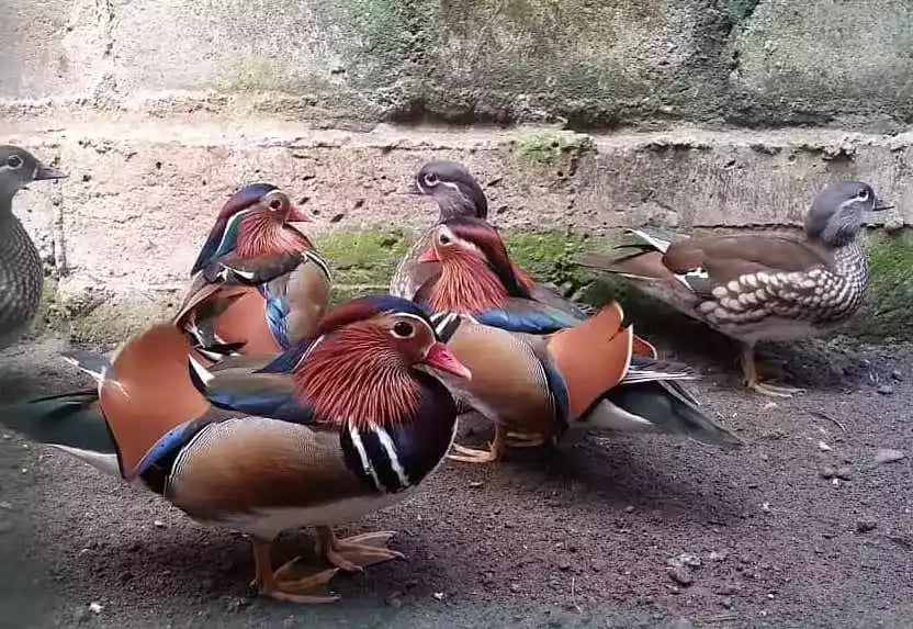 Bebek Mandarin