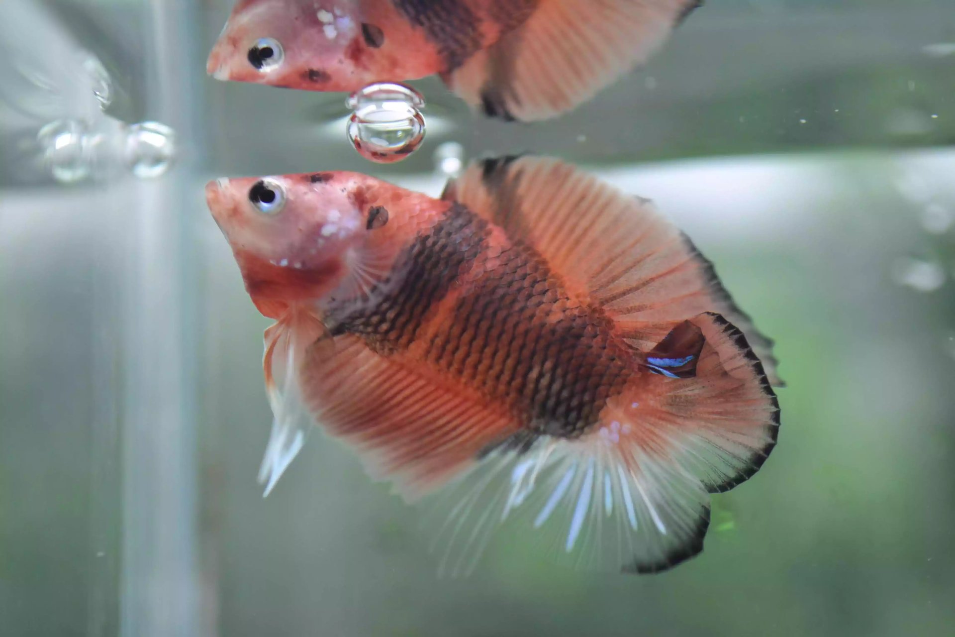 Ikan Cupang Plakat Double Tail Nemo