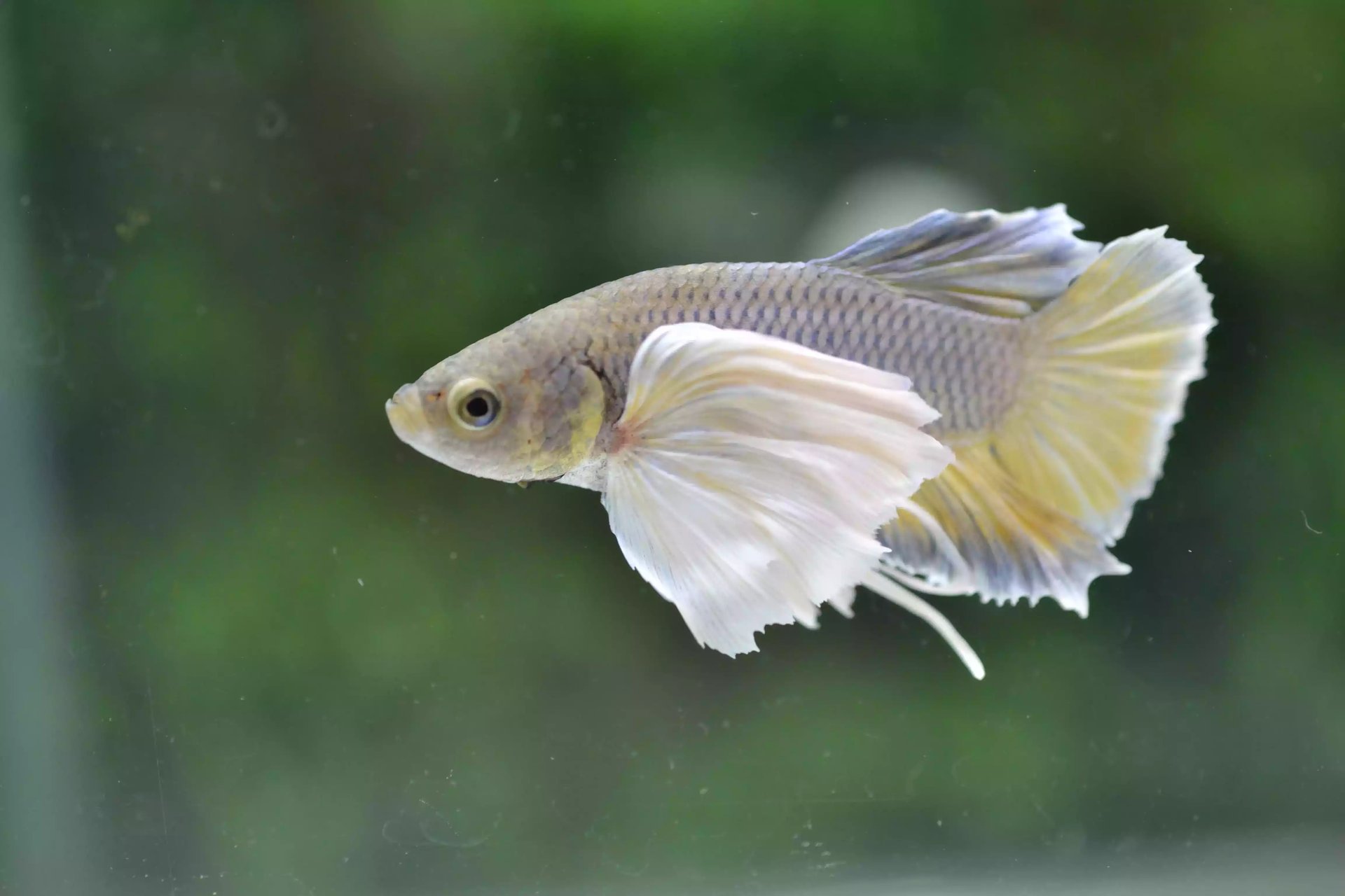 Ikan Cupang Dumbo Ear