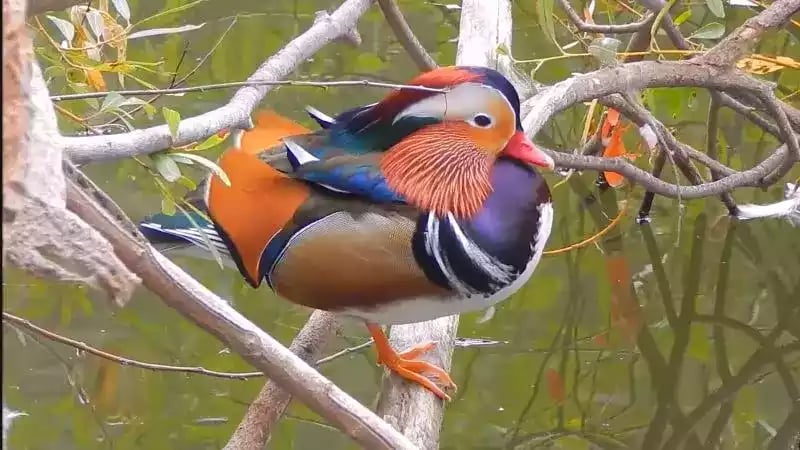 Bebek Mandarin