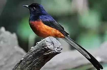 Burung Murai Batu Aceh