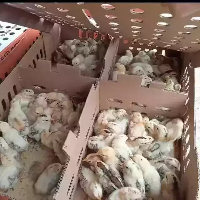 Jual DOC Ayam Elba Yang Terbaik Dan Terpecaya di Maros Sulawesi Selatan - 0812-2851-5471