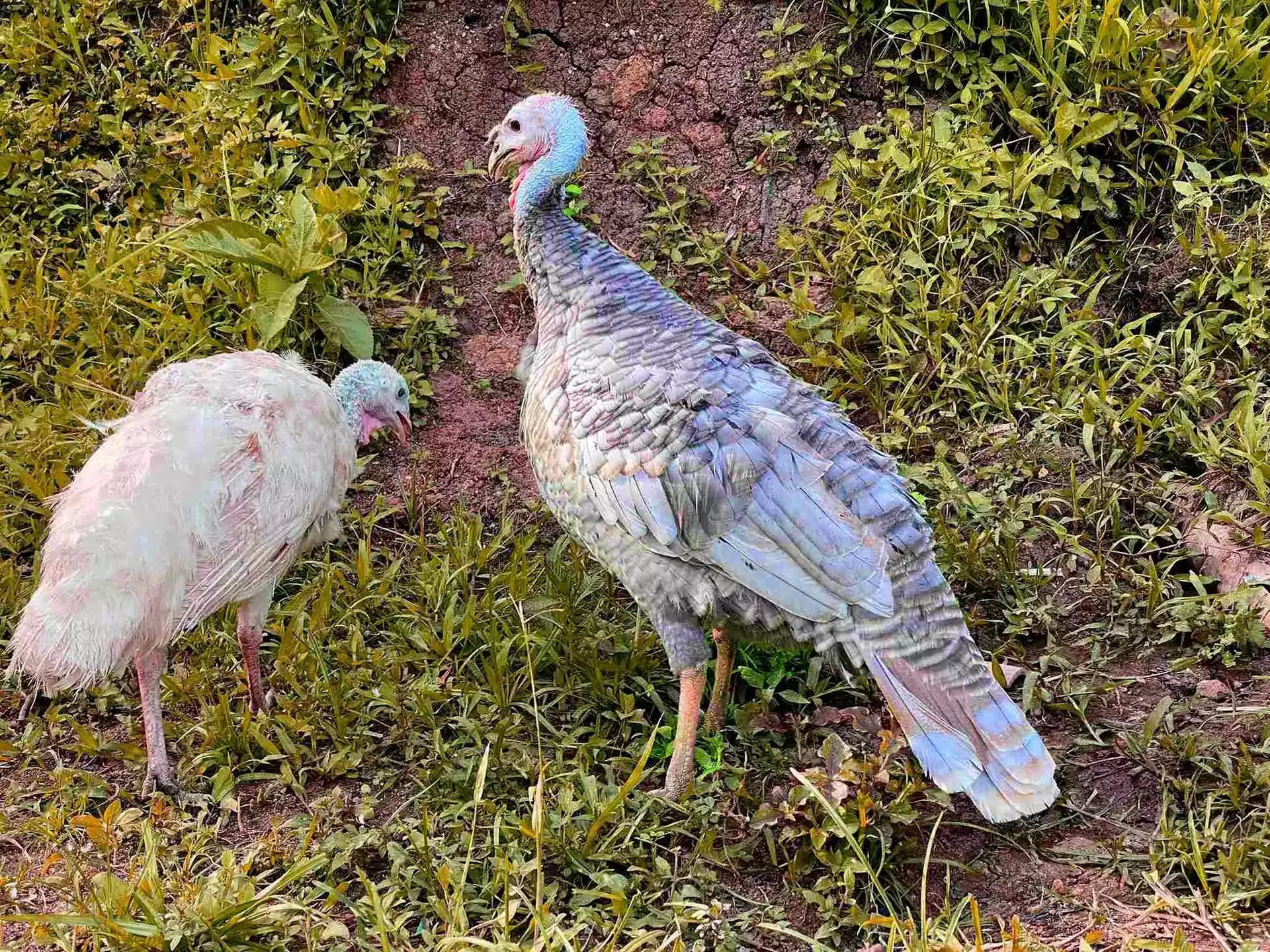 Ayam Kalkun (Turkey)