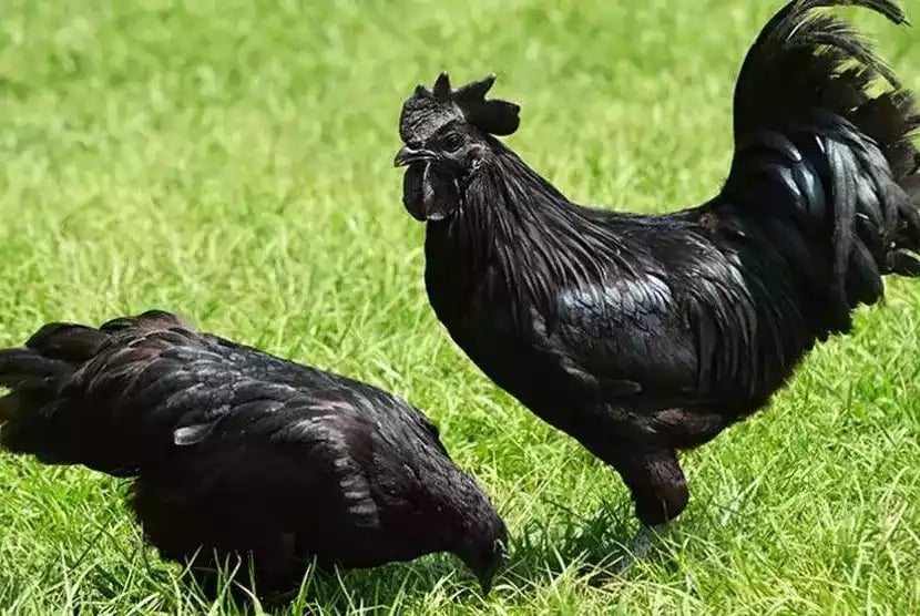 Ayam Cemani Hitam