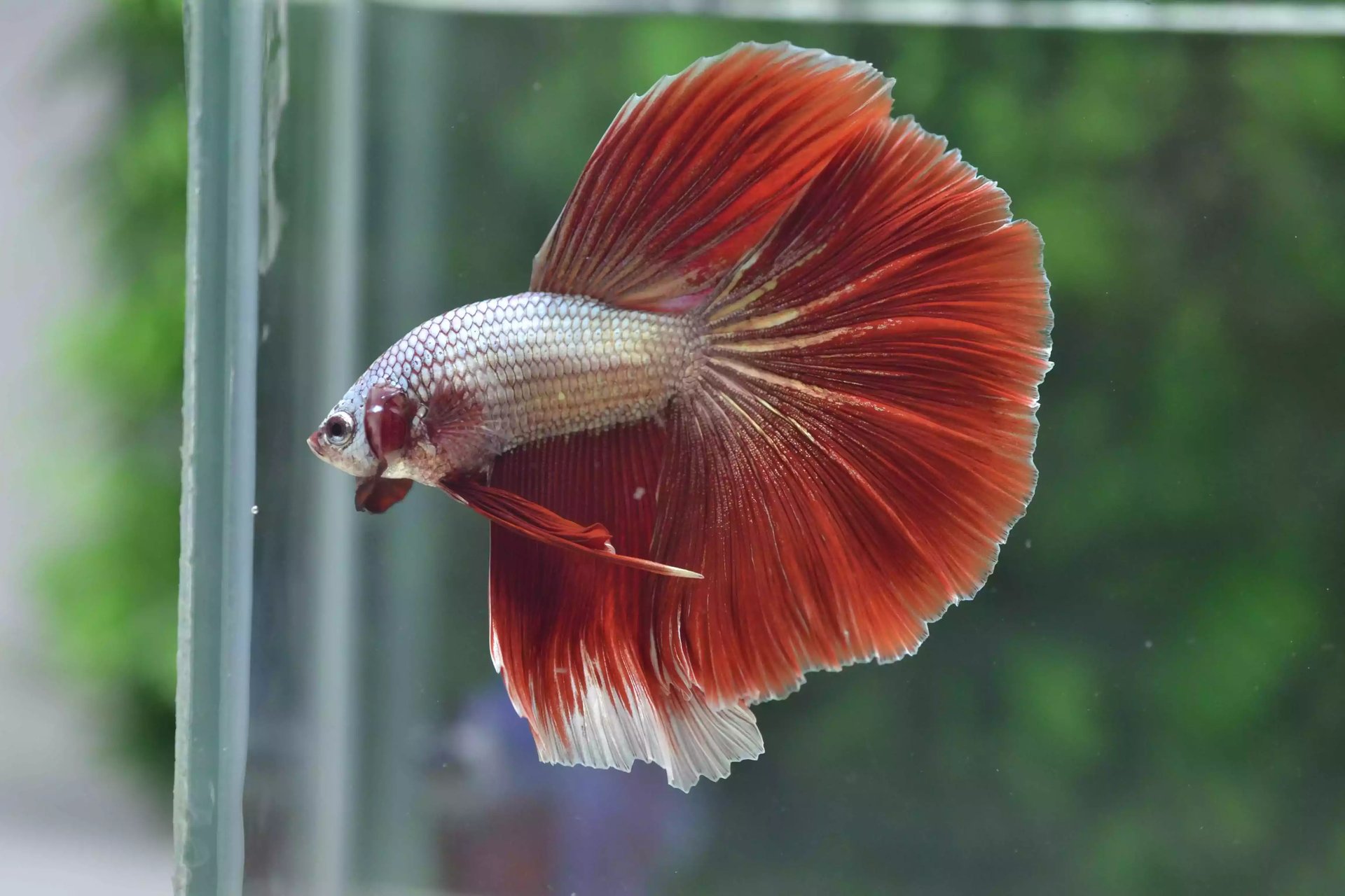Ikan Cupang Halfmoon Red Copper