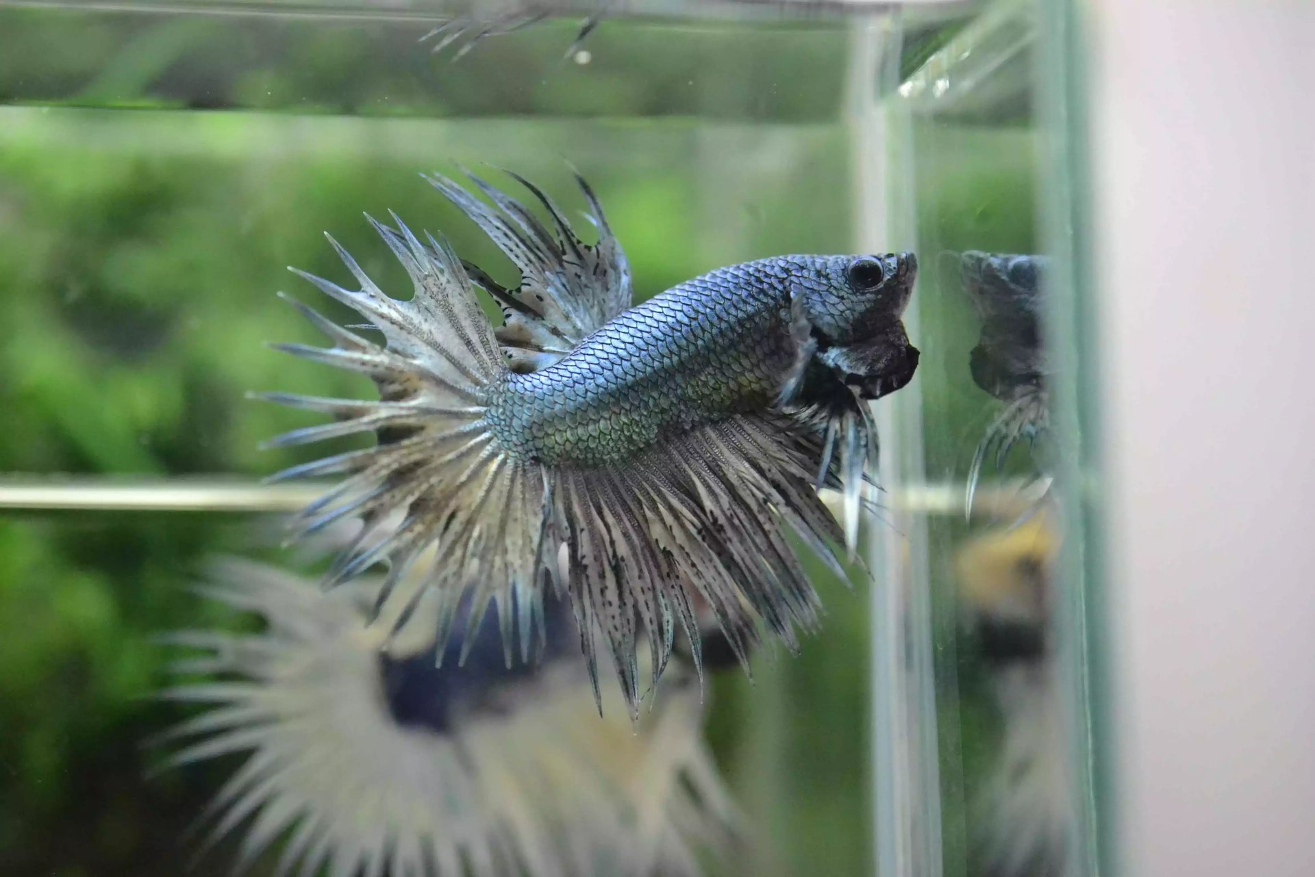Ikan Cupang Crowntail Copper