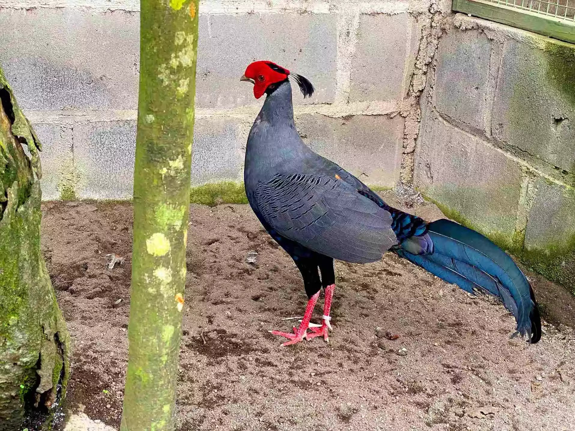 Ayam Siamese Fireback Pheasant
