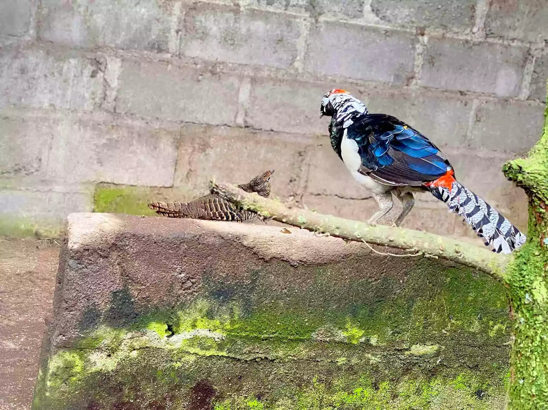 Ayam Lady Amherst Pheasant