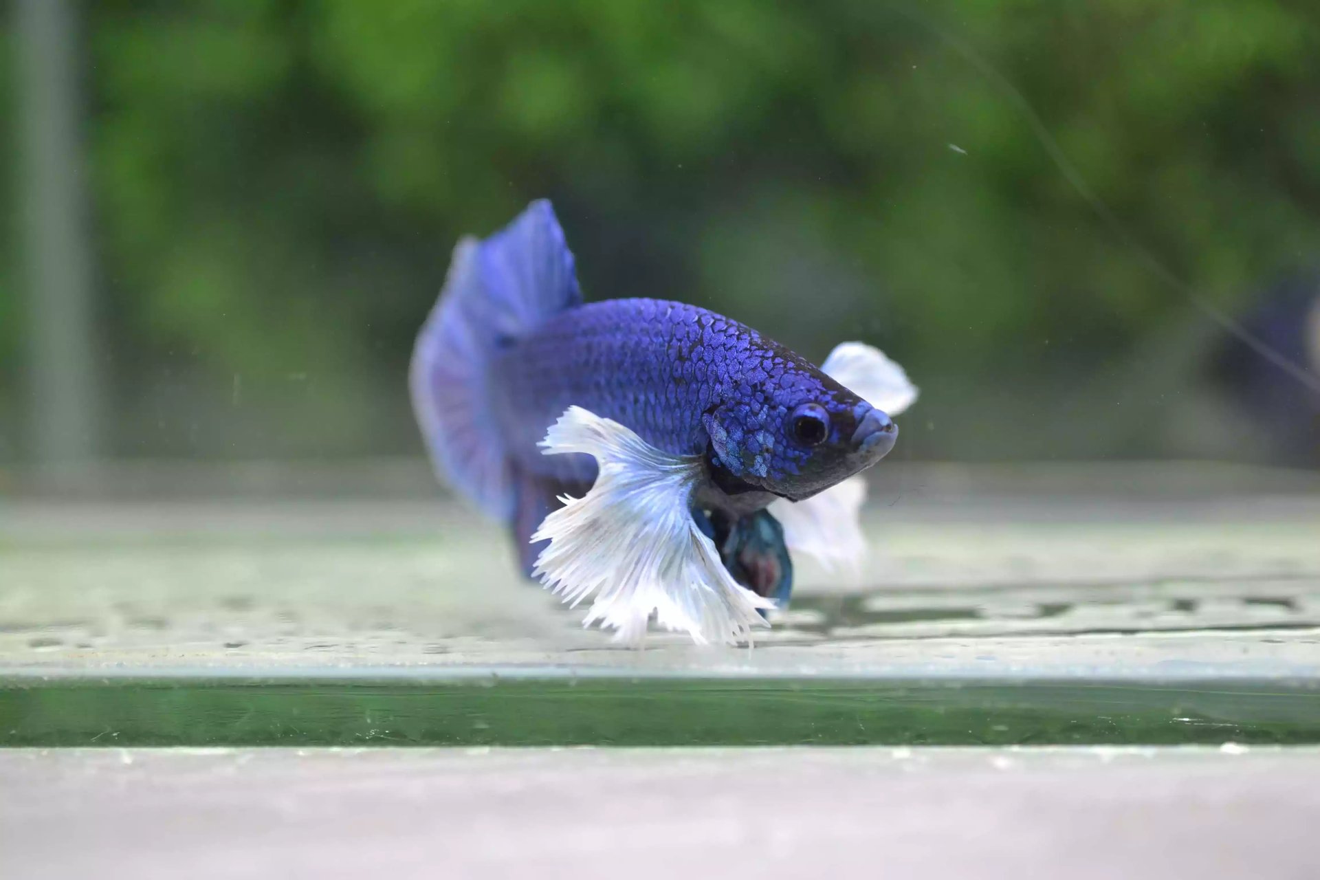 Ikan Cupang Dumbo Ear