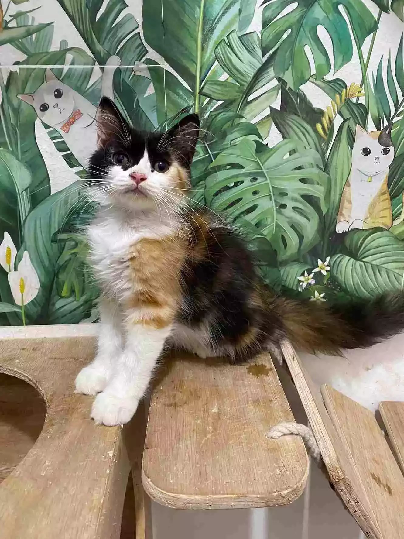 Kucing Persia Calico Bulu Lebat Aktif Lucu
