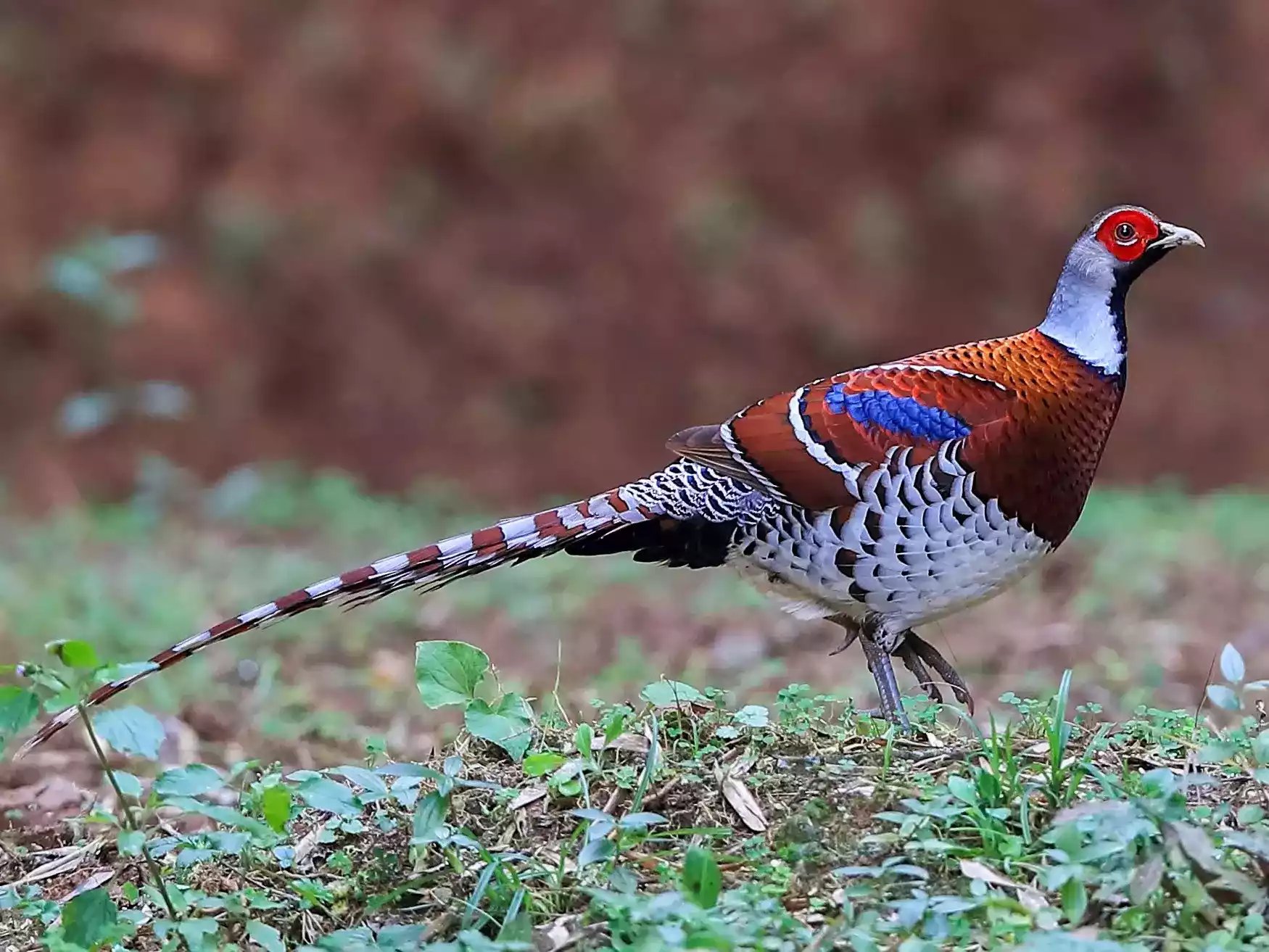 Ayam Elliot Pheasant