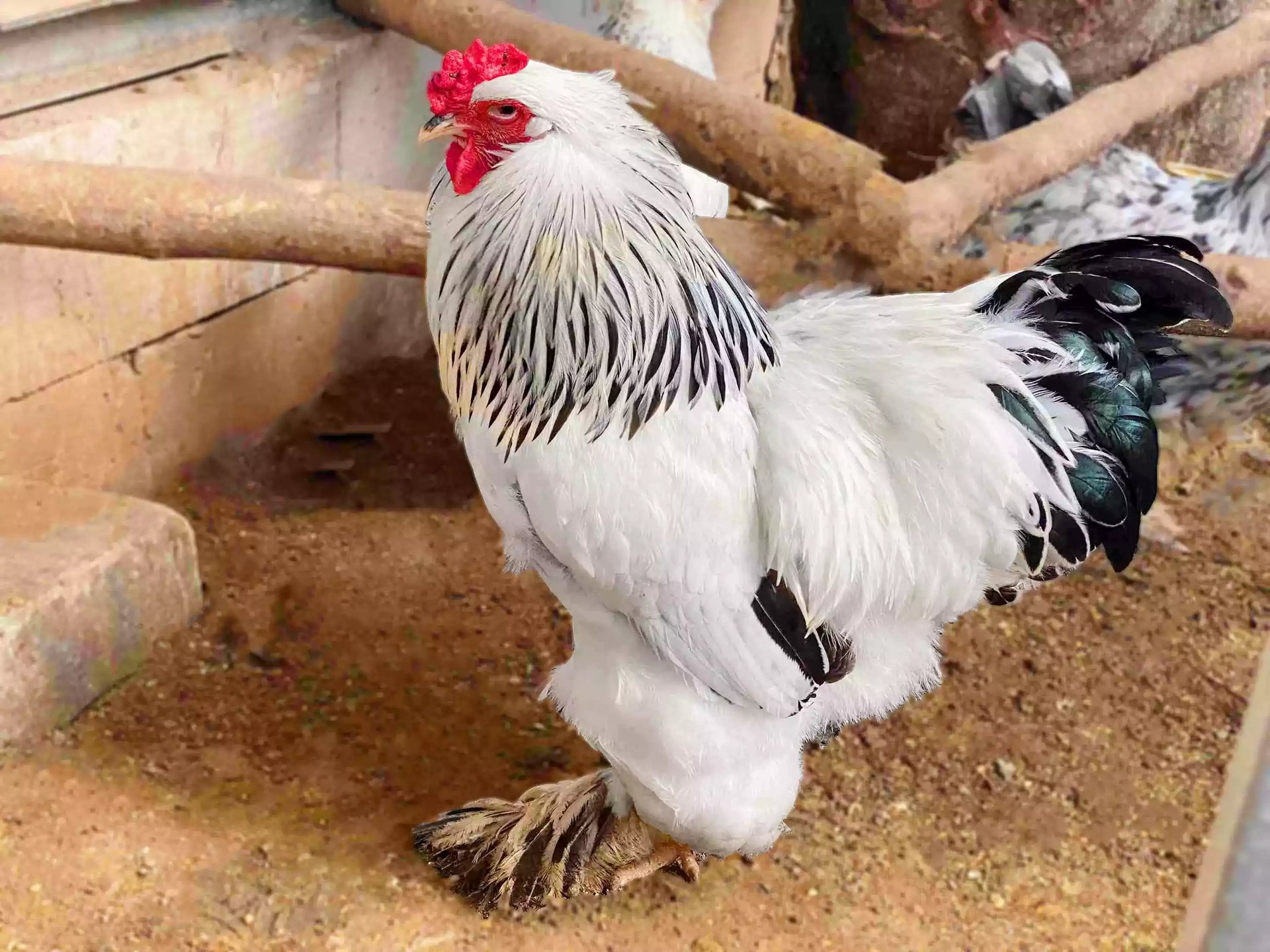 Ayam Brahma
