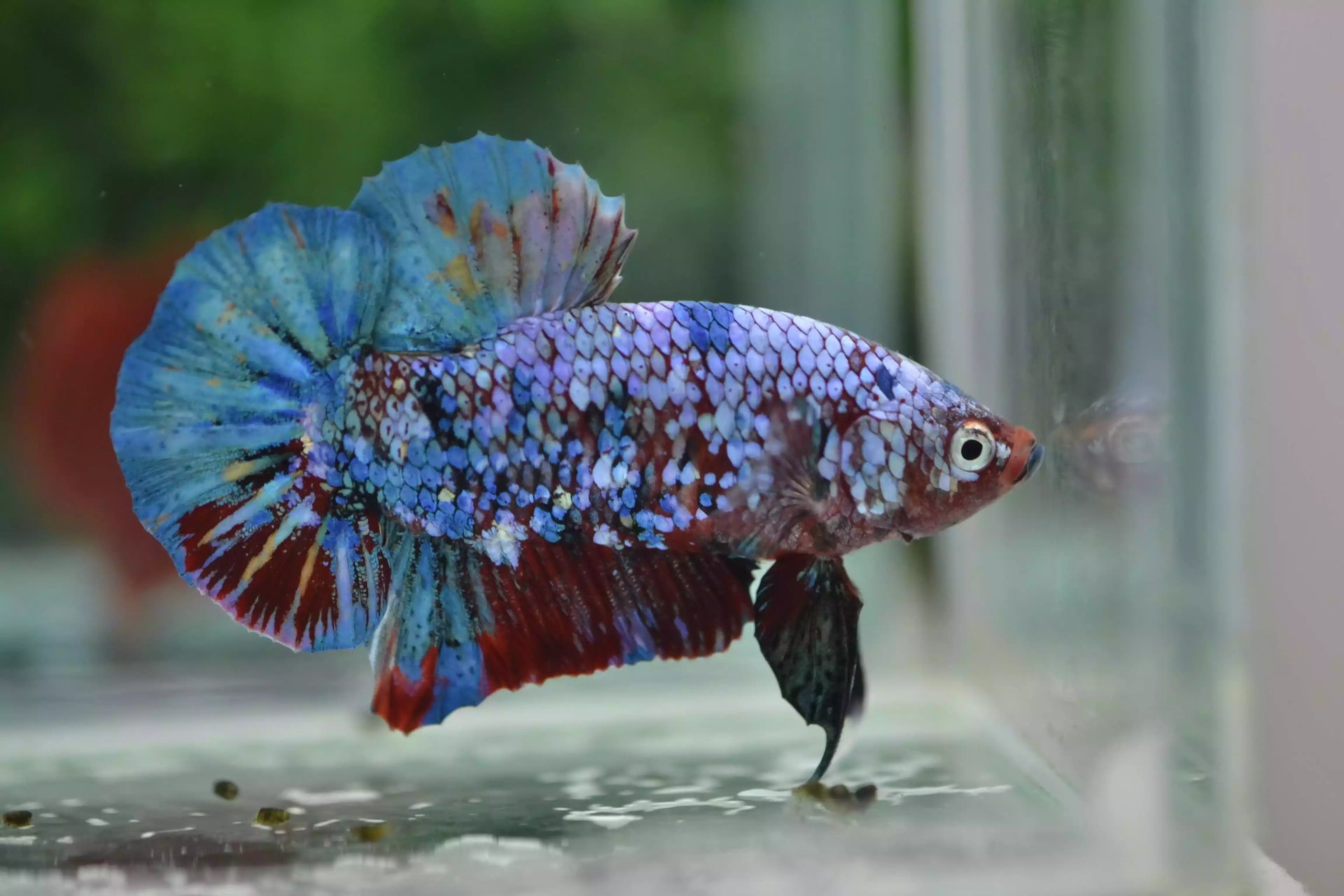 Ikan Cupang Plakat Multicolor