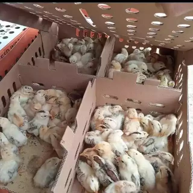 DOC Ayam Elba