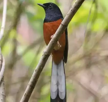 Burung Murai Batu Aceh