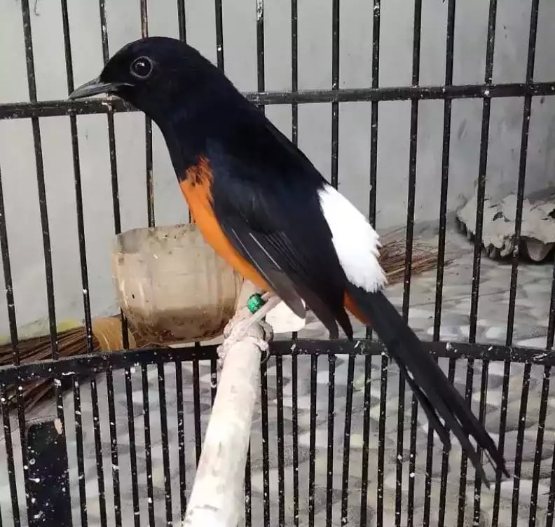 Burung Murai Batu Nias