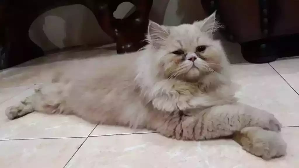 Kucing Persia Flatnose