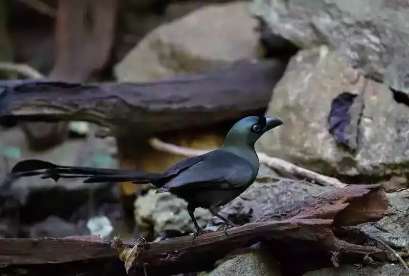 Burung Murai Batu Irian