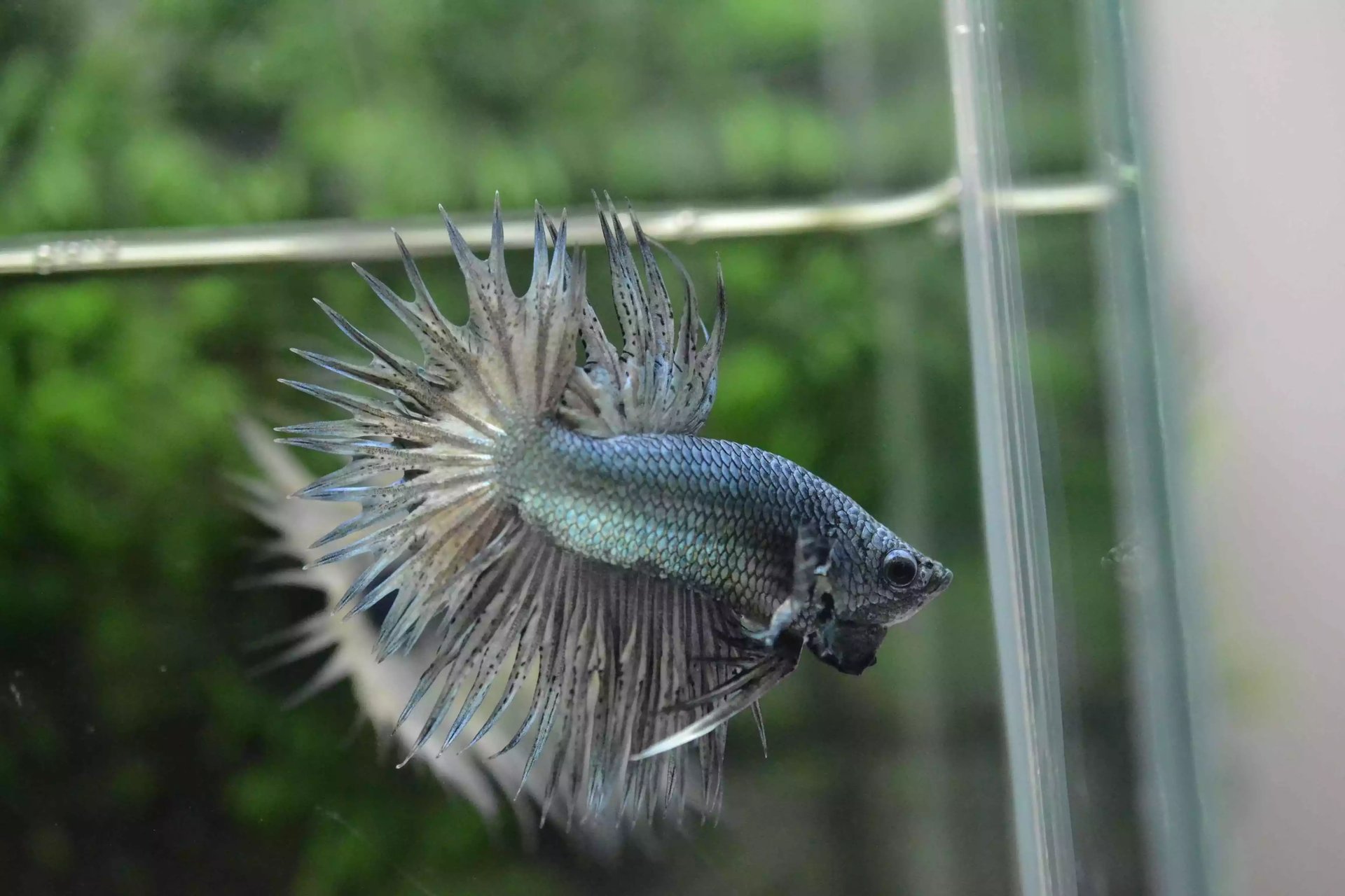 Ikan Cupang Crowntail