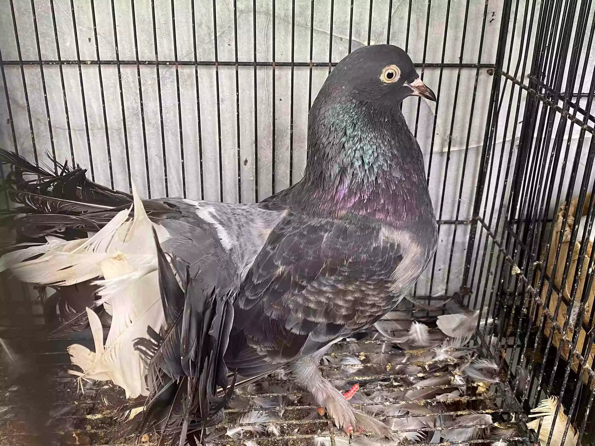 Burung Merpati Kipas