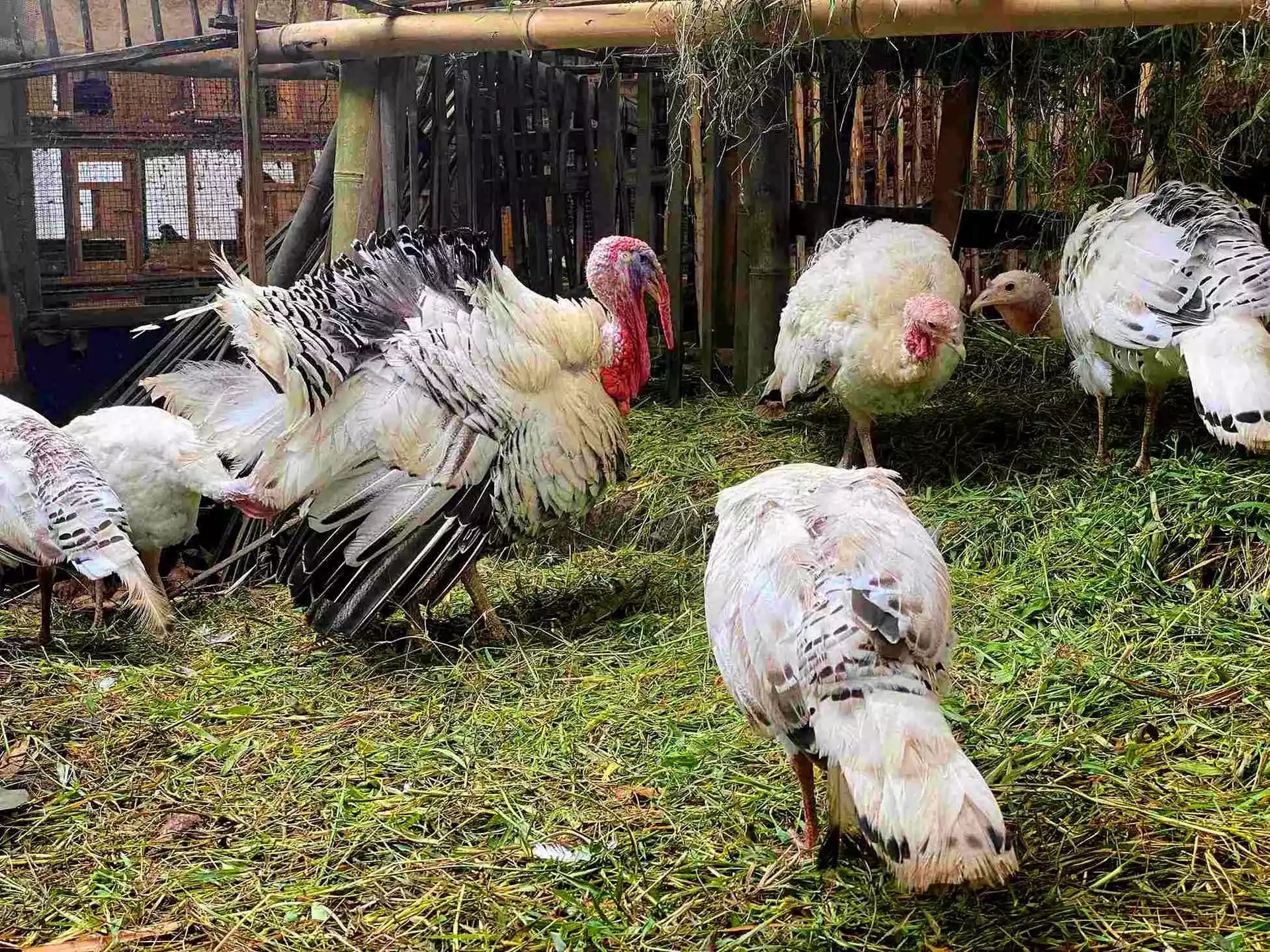 Ayam Kalkun (Turkey)