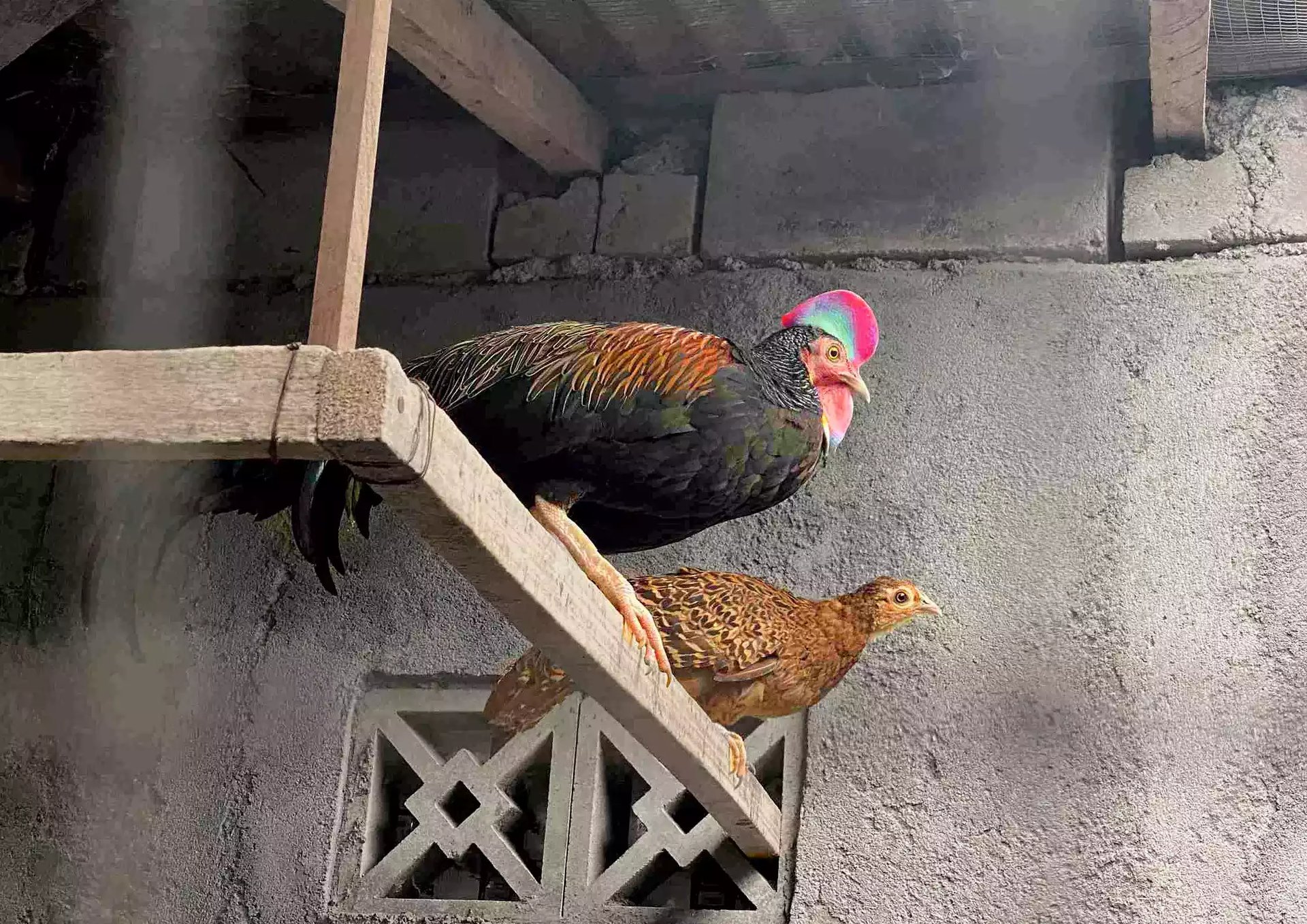 Ayam Gallus Varius (Hutan Hijau)