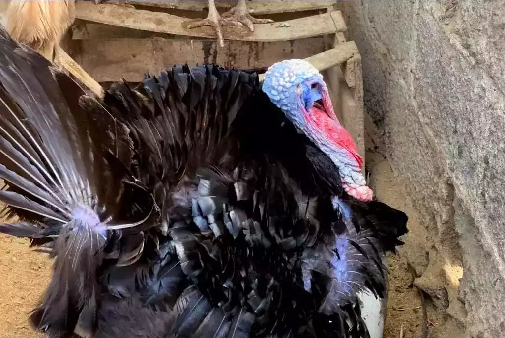 Kalkun Black Spanish