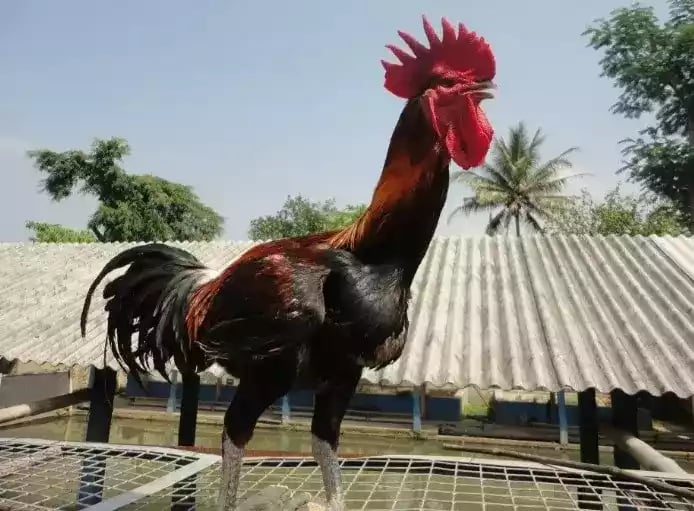 Ayam Pelung