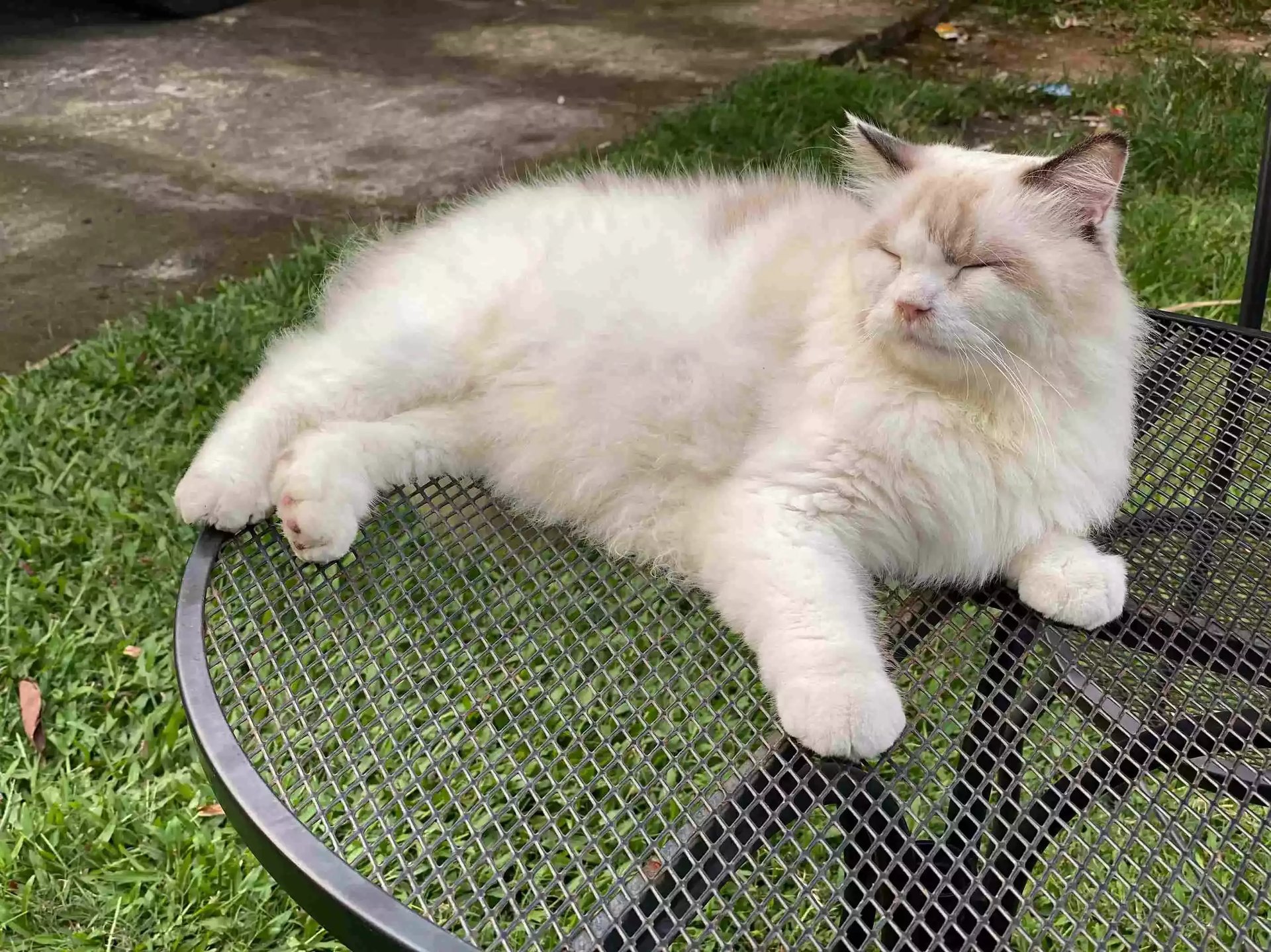 Kucing Ragdoll