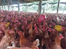 Jual Pullet Ayam Petelur Merah Usia 13 Minggu Yang Terbaik Dan Terpecaya di Klaten Jawa Tengah - 0812-2851-5471