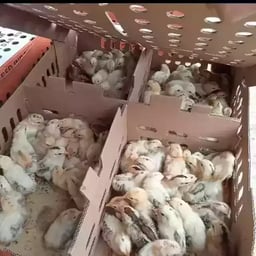 Jual DOC Ayam Elba Yang Terbaik Dan Terpecaya di Bengkulu - 0812-2851-5471