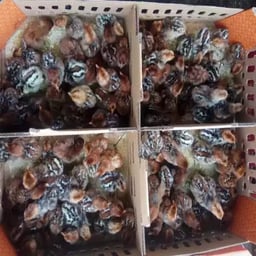 Jual DOC Ayam Arab Petelur Yang Terbaik Dan Terpecaya di Bandung Jawa Barat - 0812-2851-5471