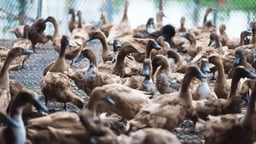 Jual DOD Bebek Mojosari Petelur Dari Jawa Timur Yang Memiliki Keunggulan Dalam Pemeliharaan