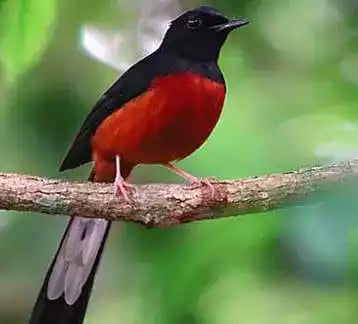 Burung Murai Batu Lampung