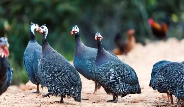 Guinea Fowl
