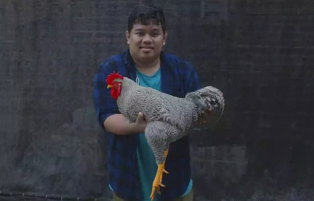 Ayam Barred Rock Dewasa