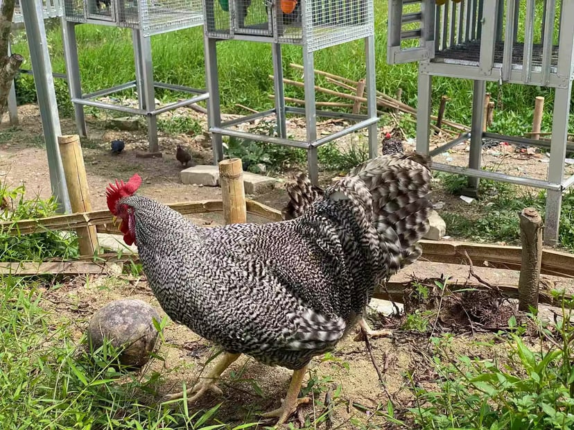Ayam Barred Rock Banyak Di minati oleh masyarakat luas